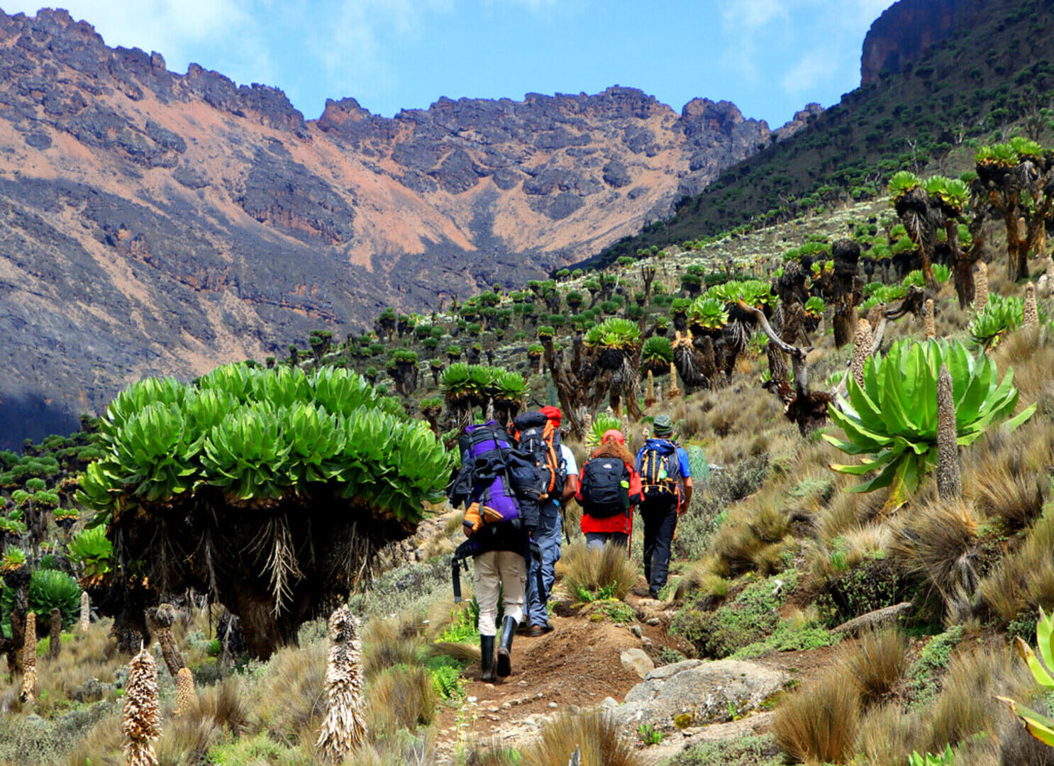From Nairobi: Mount Kenya National Park Full-Day Hike